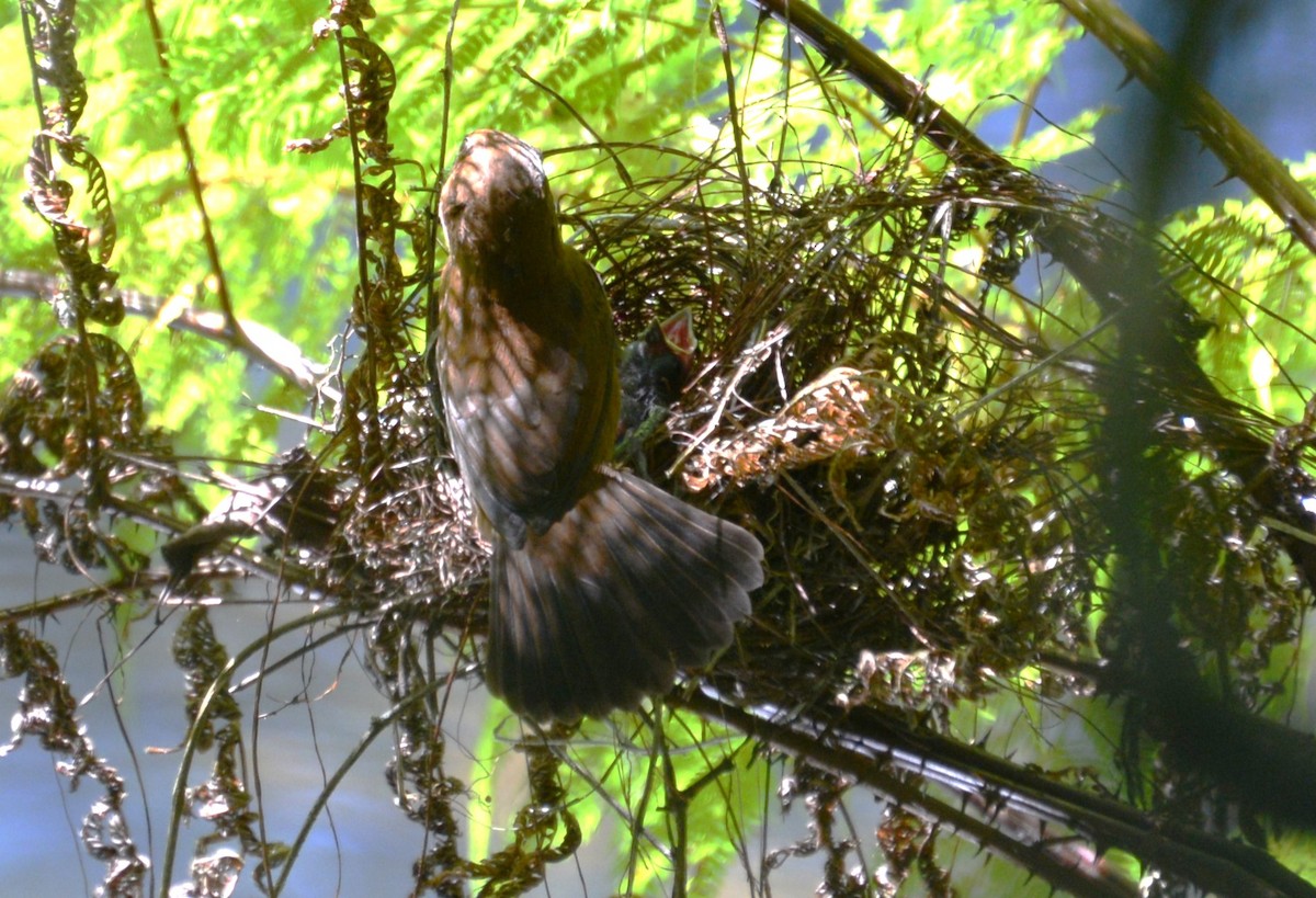 Blue-black Grosbeak - ML615864240