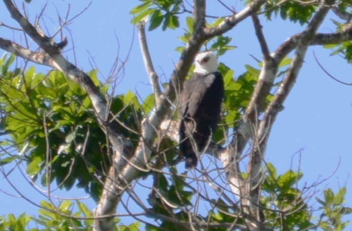 Black-and-white Hawk-Eagle - ML615864301