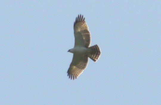 Black-and-white Hawk-Eagle - ML615864302