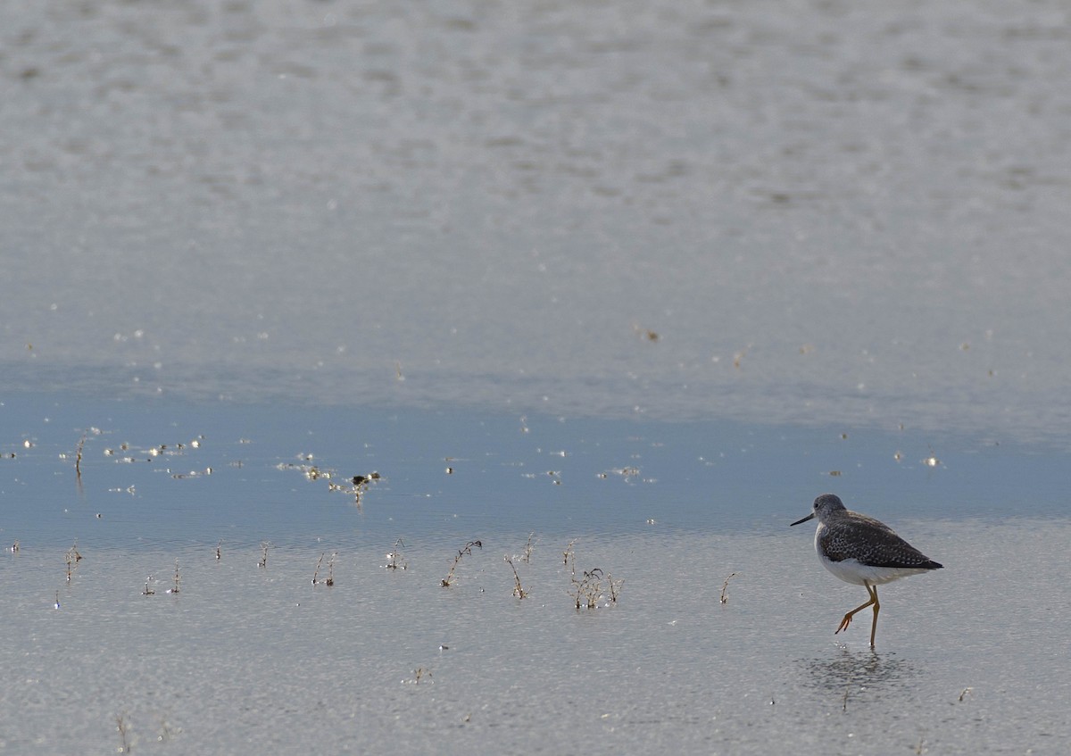 tanımsız Charadriiformes sp. - ML615864316