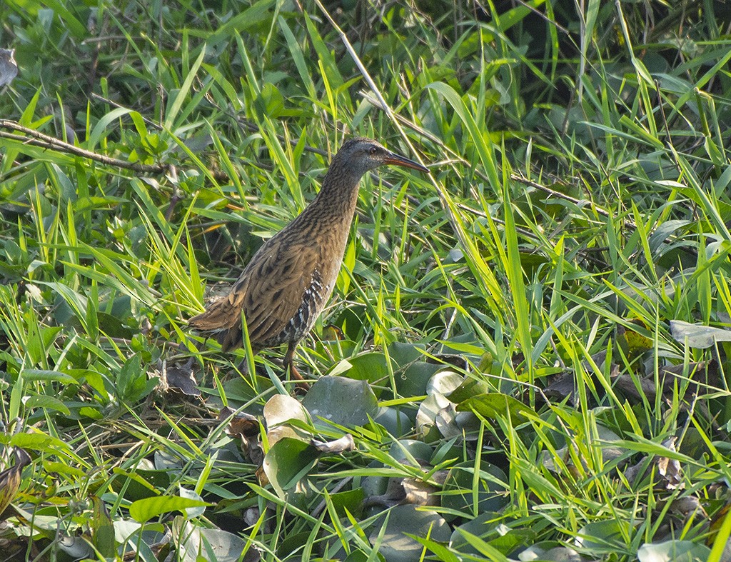 Brown-cheeked Rail - ML615864367