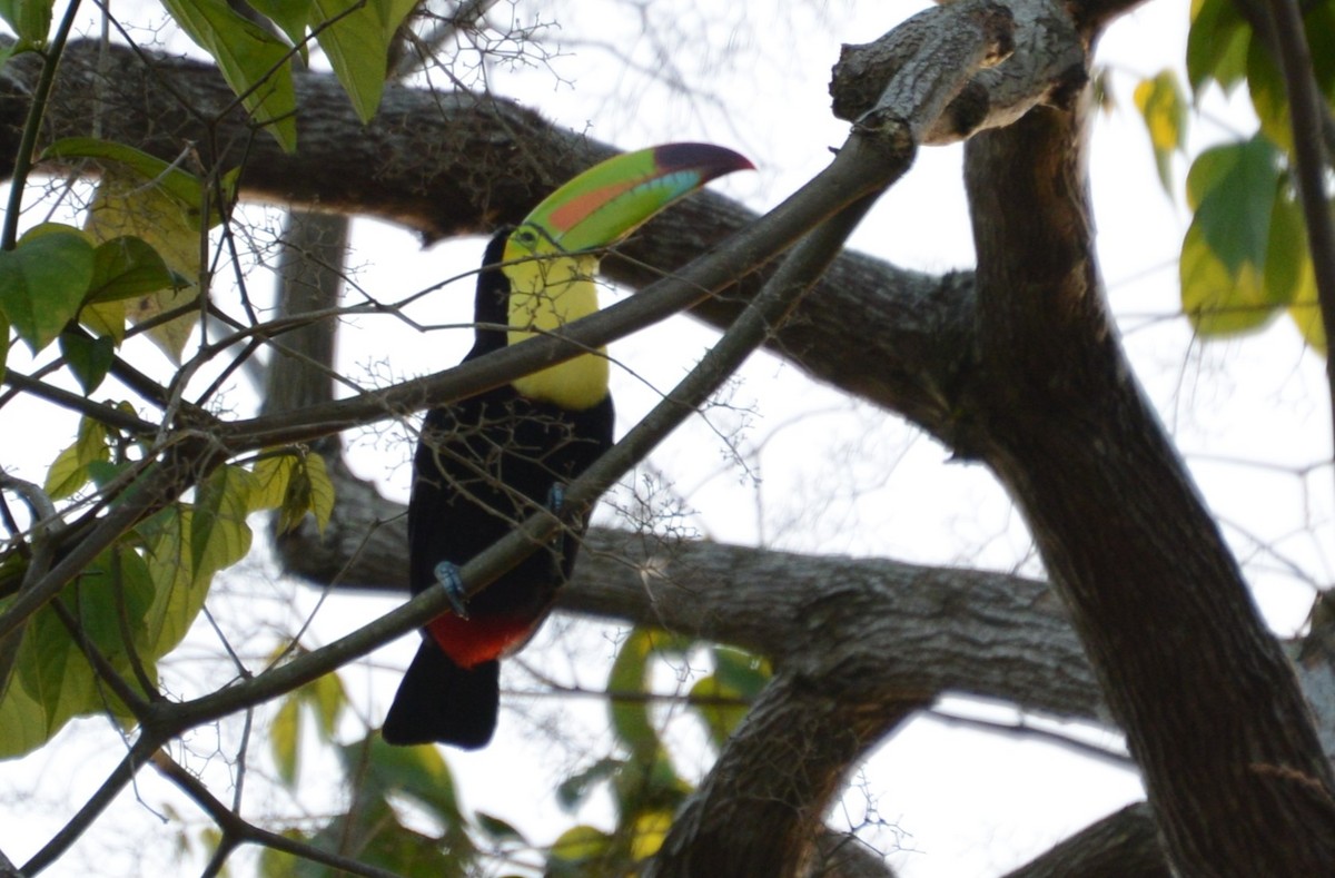 Keel-billed Toucan - ML615864371