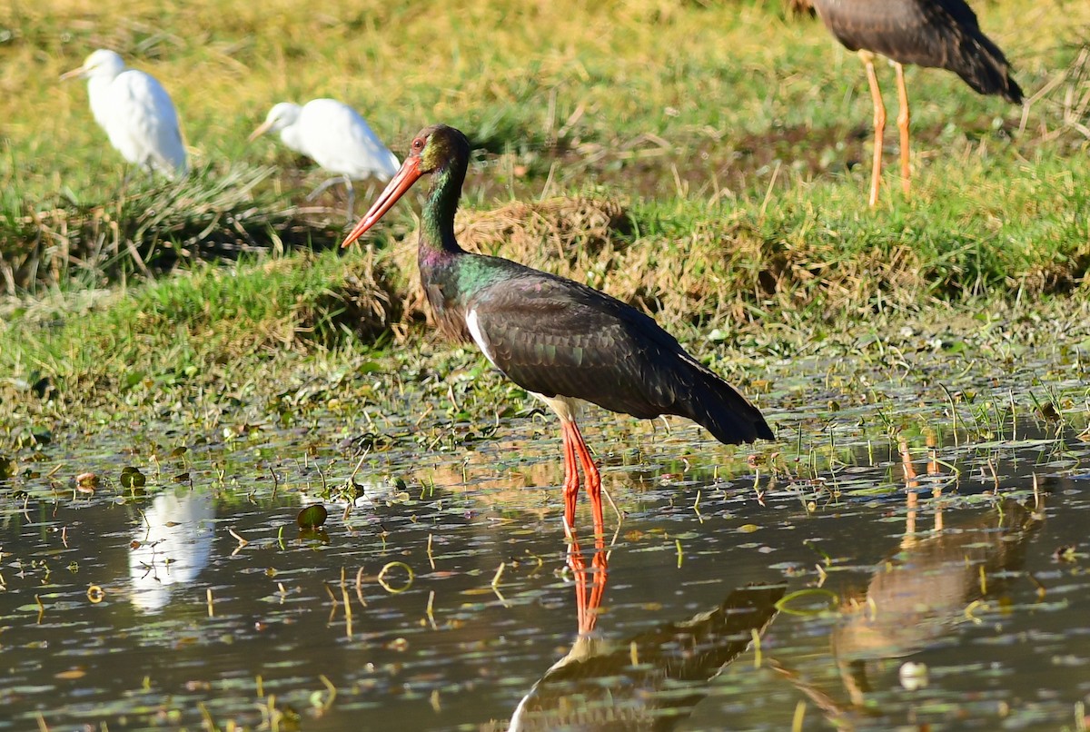 Black Stork - Ajoy Kumar Dawn