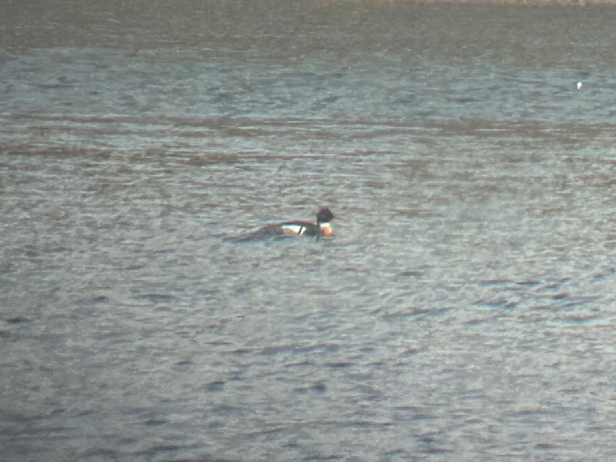 Red-breasted Merganser - ML615864400