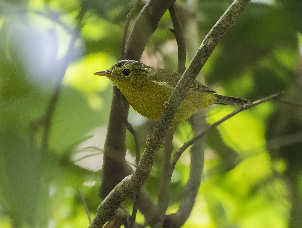 Green-crowned Warbler - ML615864406