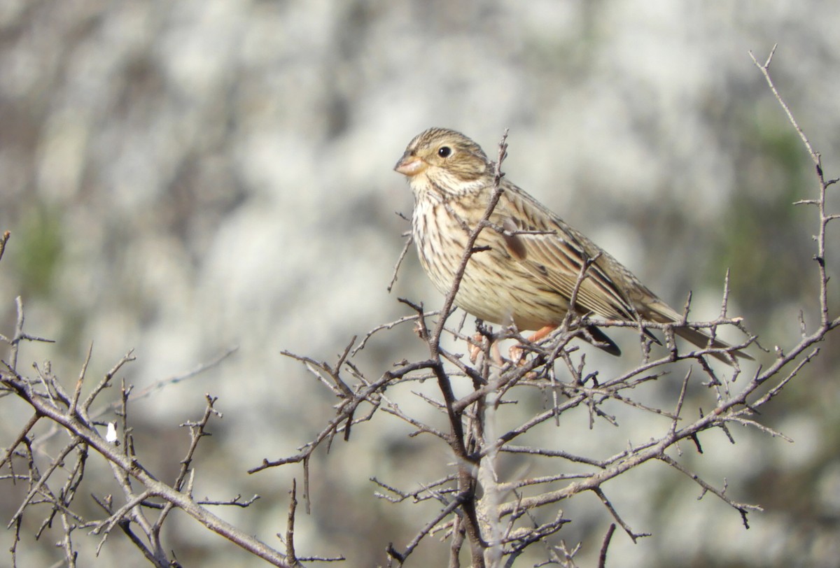 Corn Bunting - ML615864413