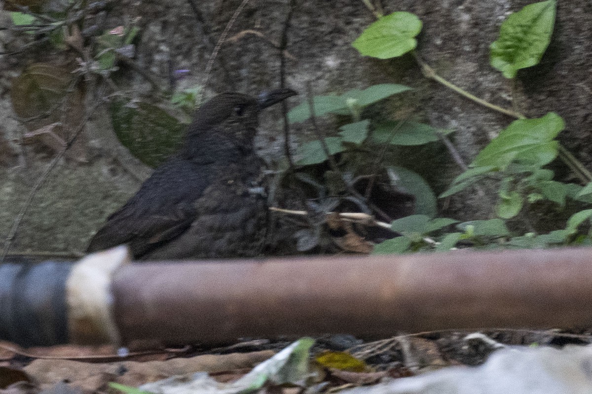 Long-billed Thrush - ML615864468