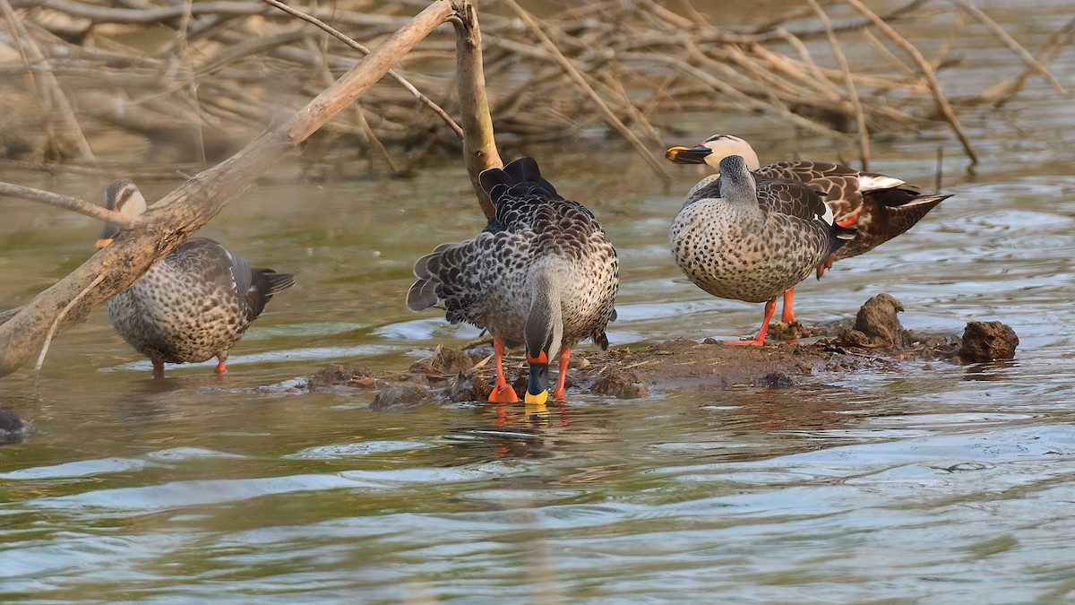 Indian Spot-billed Duck - ML615864493