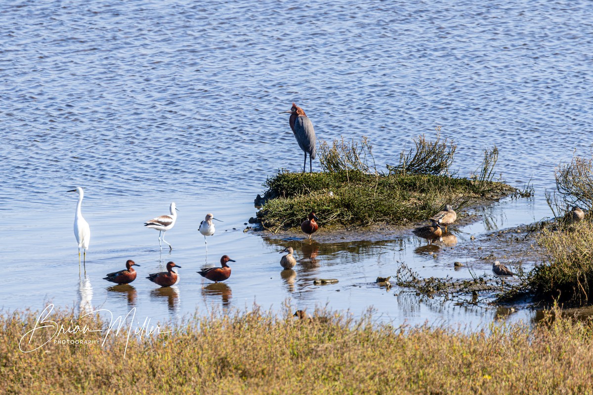 Reddish Egret - Brian Miller