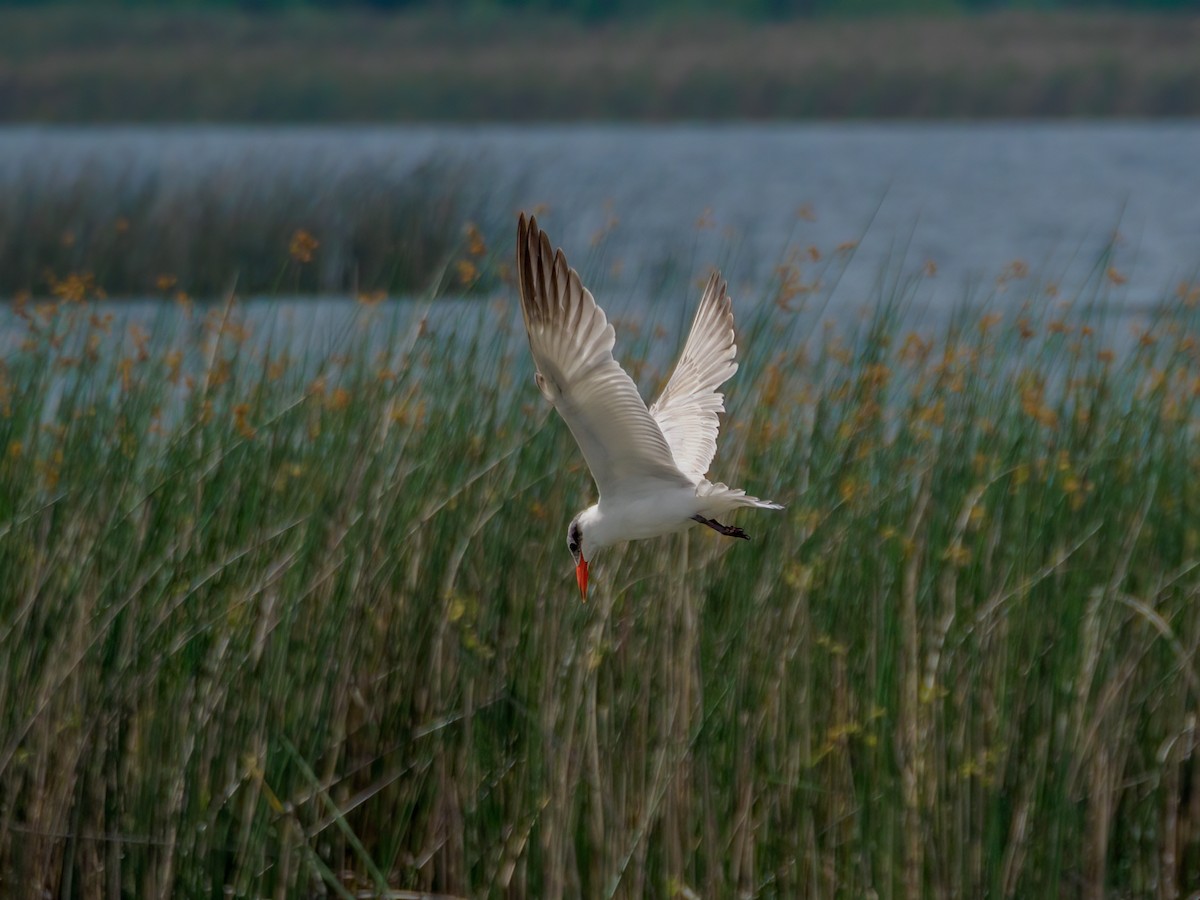 Caspian Tern - ML615864514