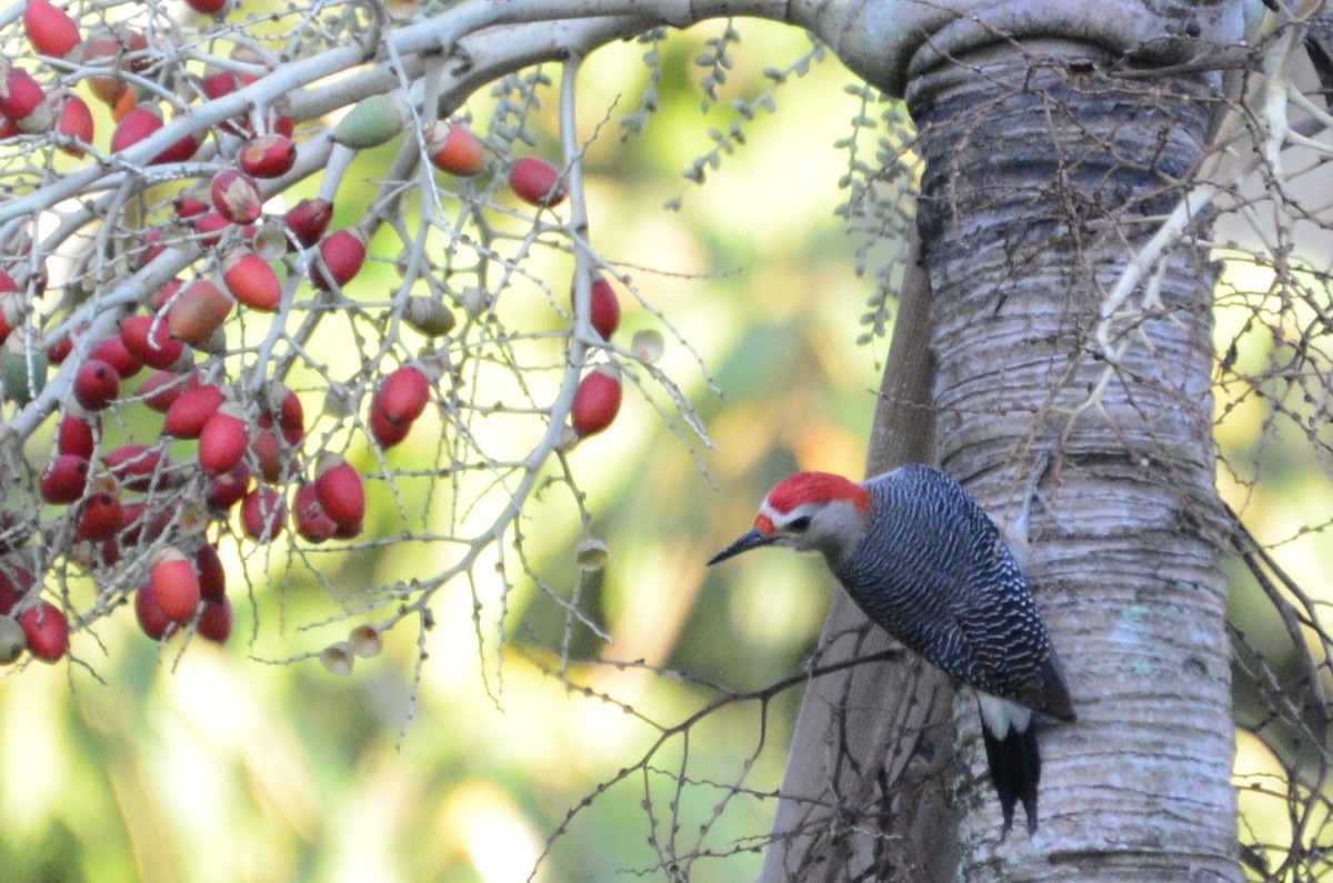 Golden-fronted Woodpecker (Velasquez's) - ML615864540