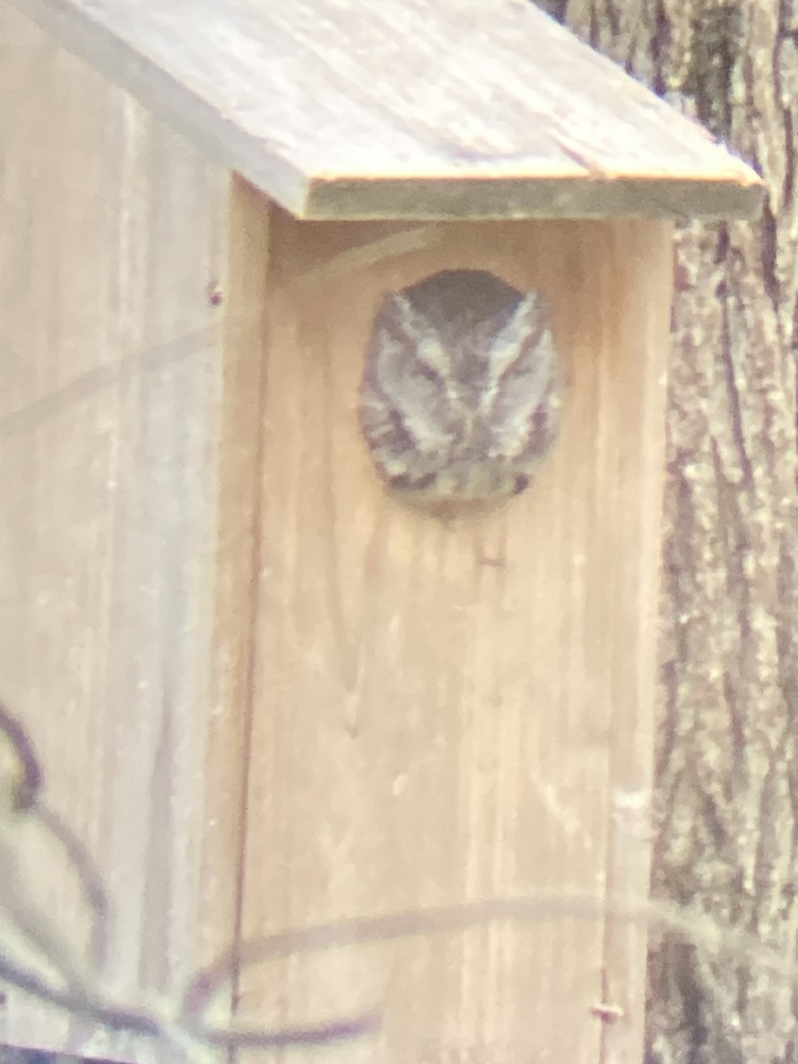 Eastern Screech-Owl - David Harrison