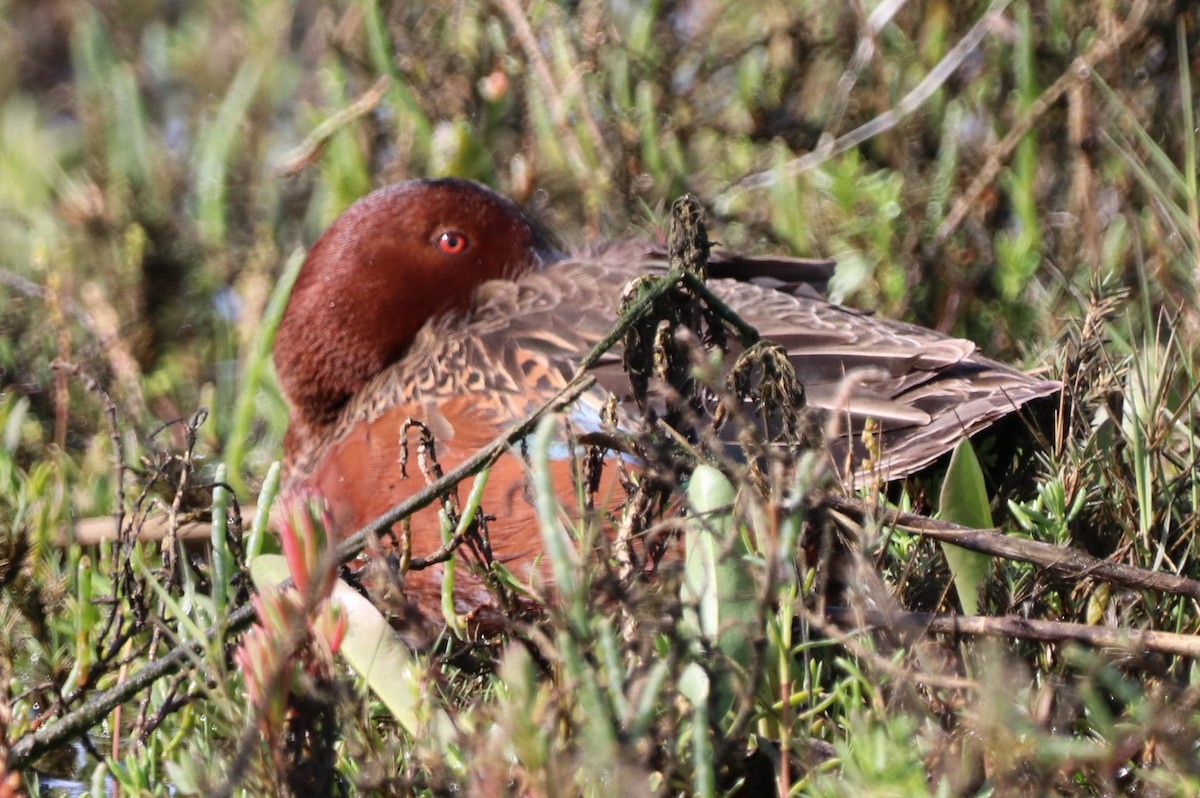 Cinnamon Teal - ML615864591