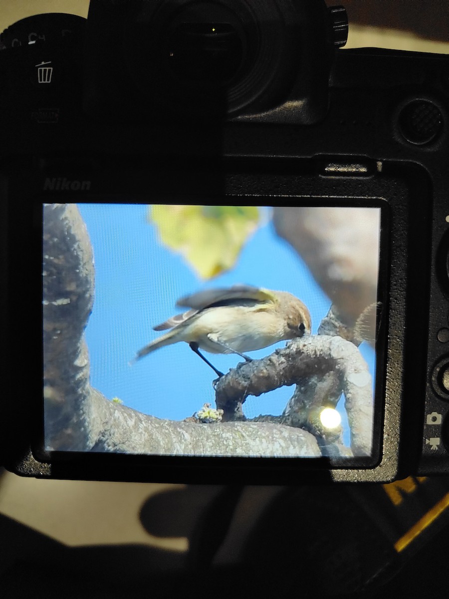 Common Chiffchaff - ML615864594