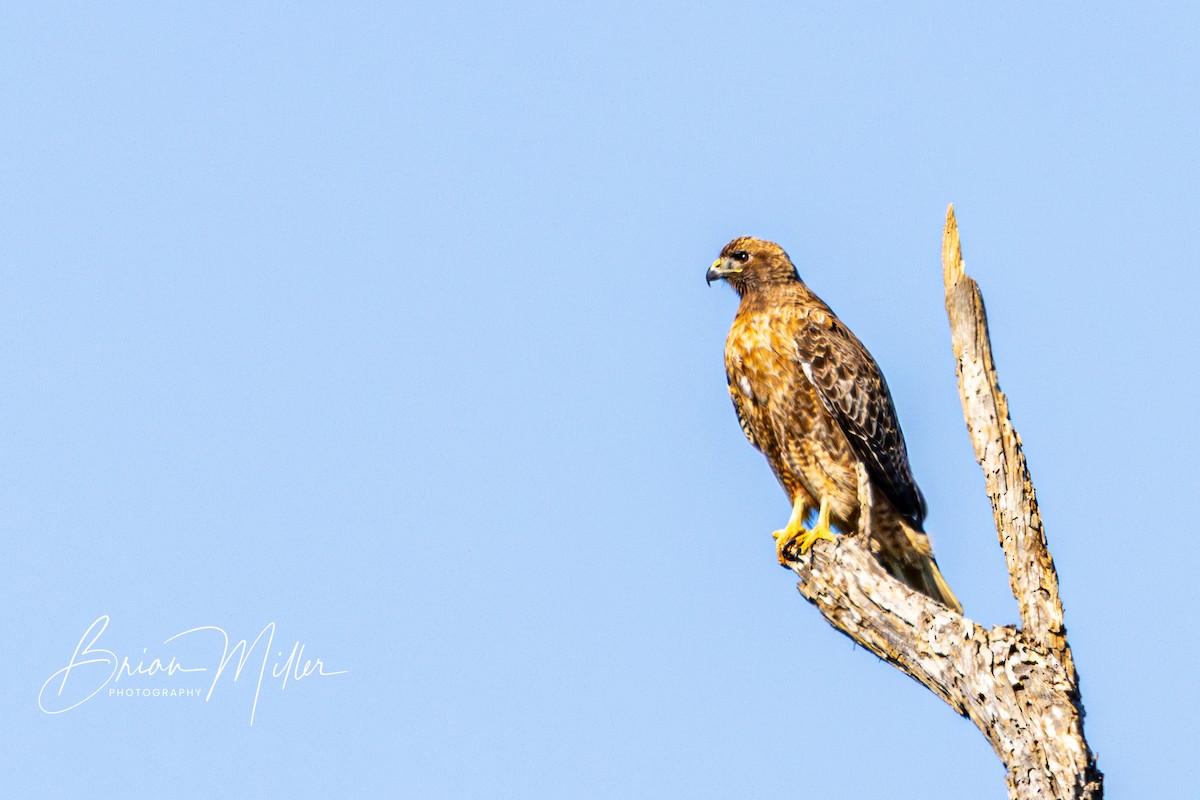 Red-tailed Hawk - ML615864613