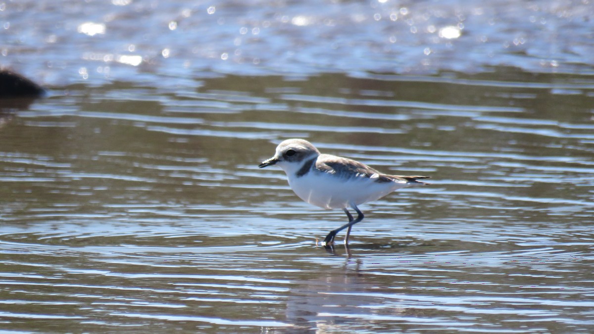 Snowy Plover - ML615864620