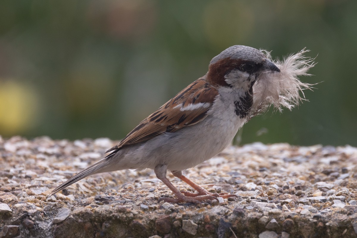 House Sparrow - ML615864647