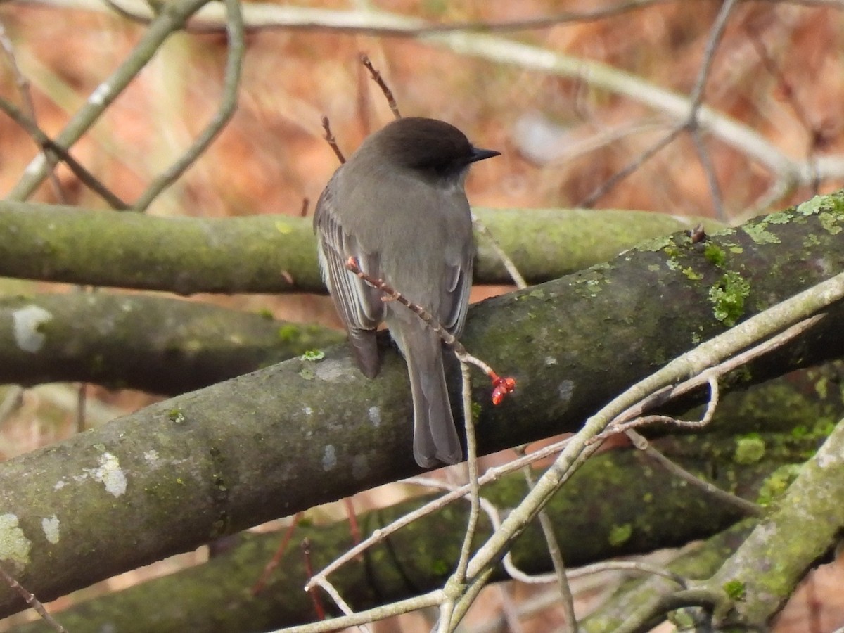 Eastern Phoebe - ML615864691