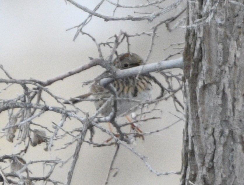 Lincoln's Sparrow - ML615864709