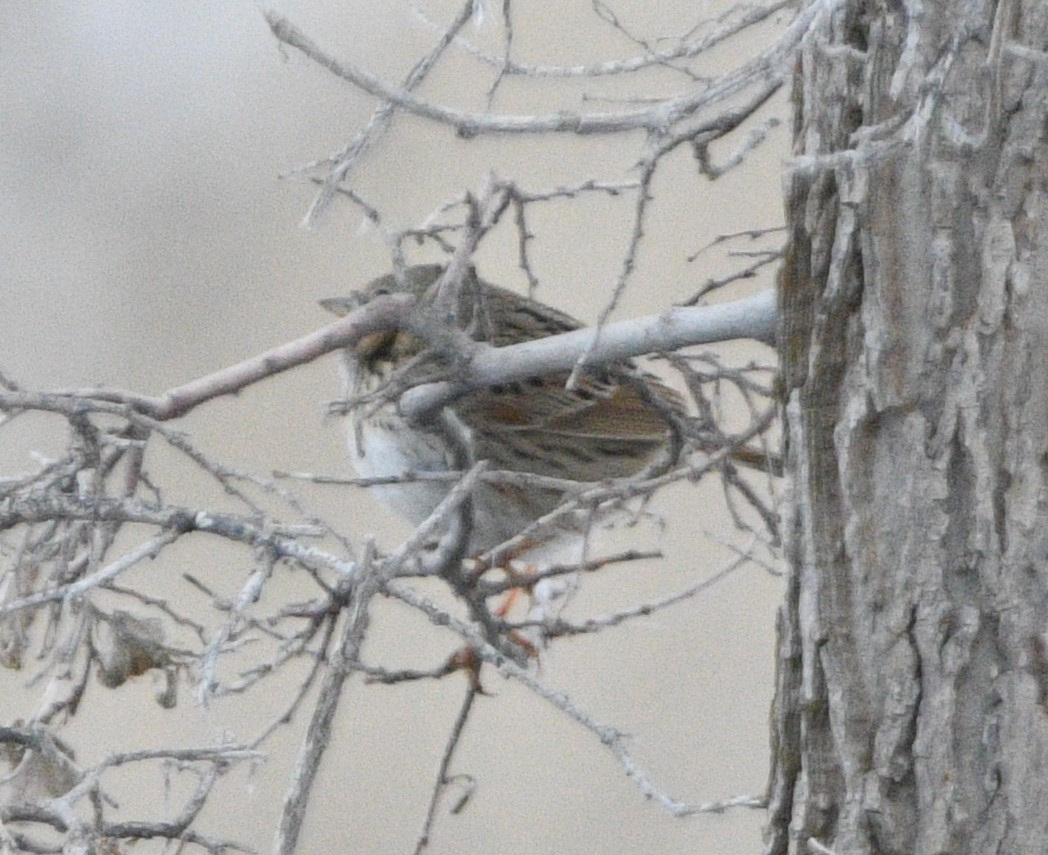 Lincoln's Sparrow - ML615864710