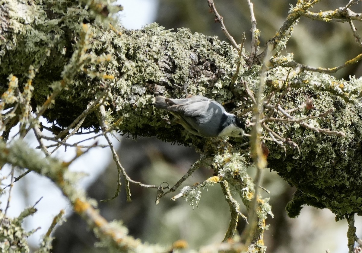 White-breasted Nuthatch - ML615864713
