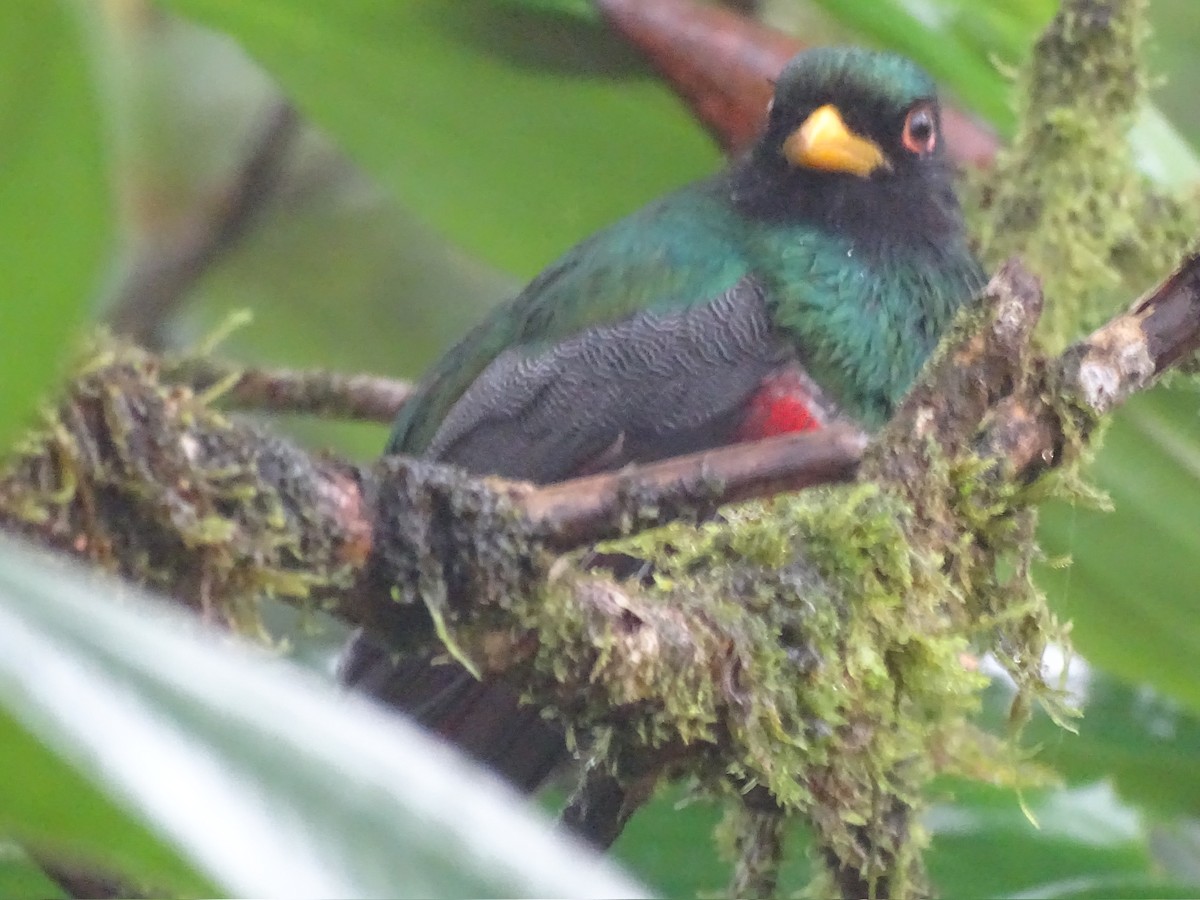 Collared Trogon - ML615864759