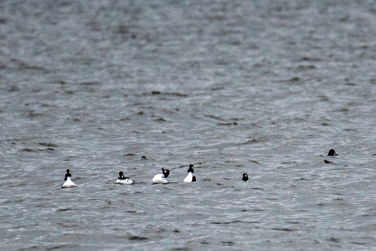 Common Goldeneye - ML615864786