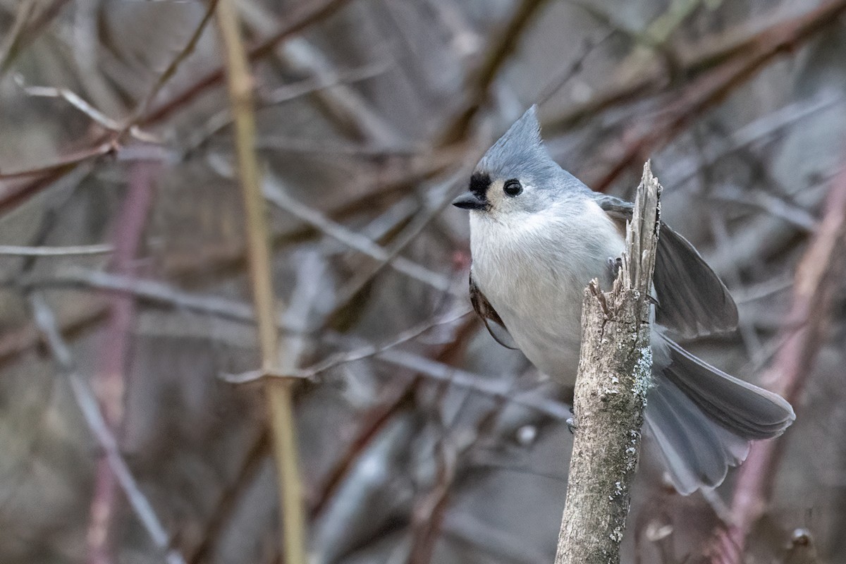 Tufted Titmouse - ML615864846