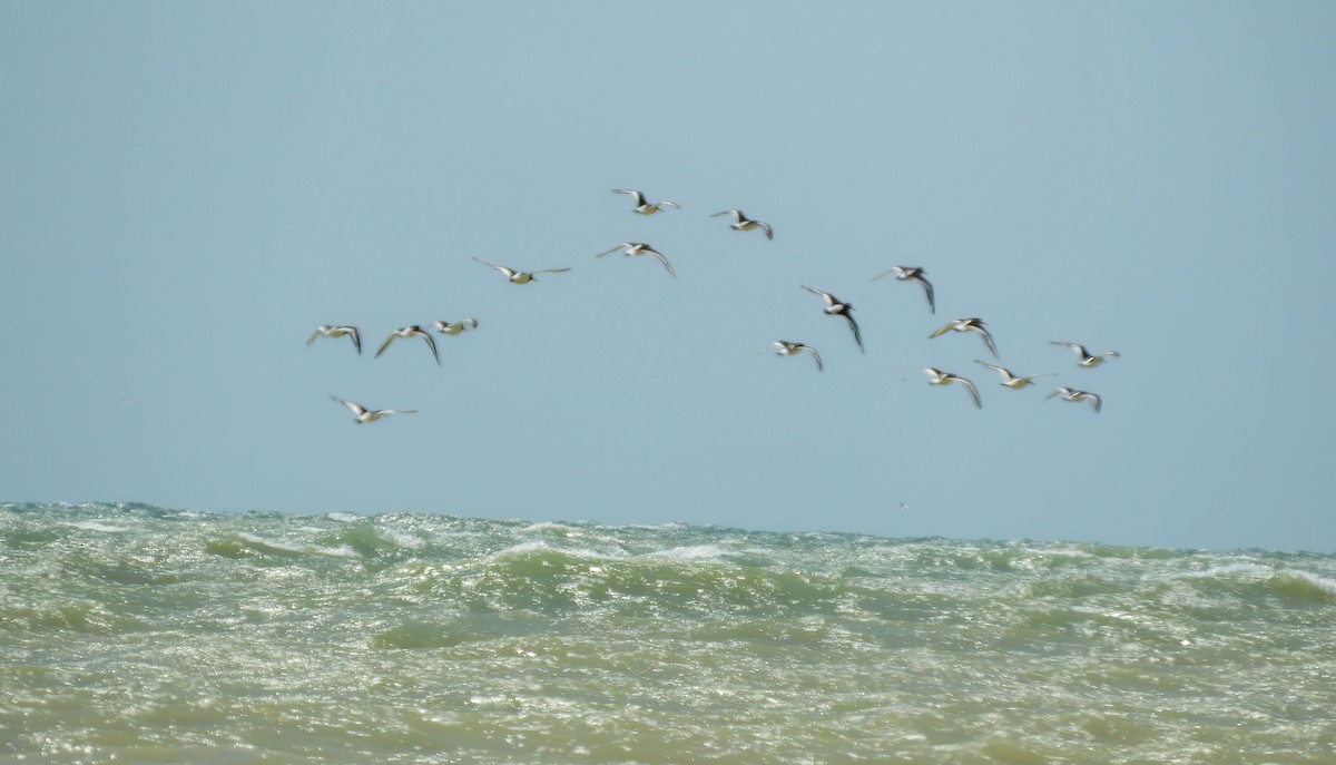 Eurasian Oystercatcher - ML615864852