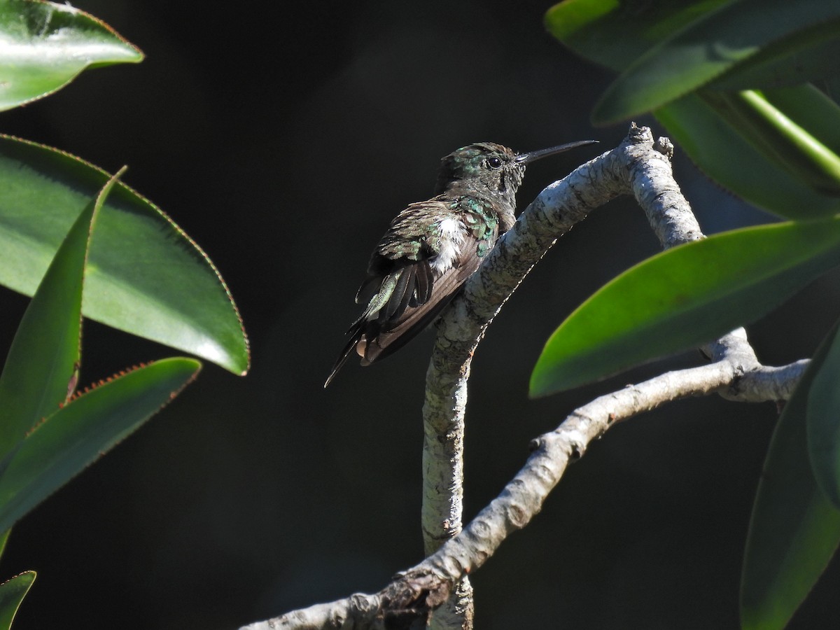 Mangrove Hummingbird - ML615864923