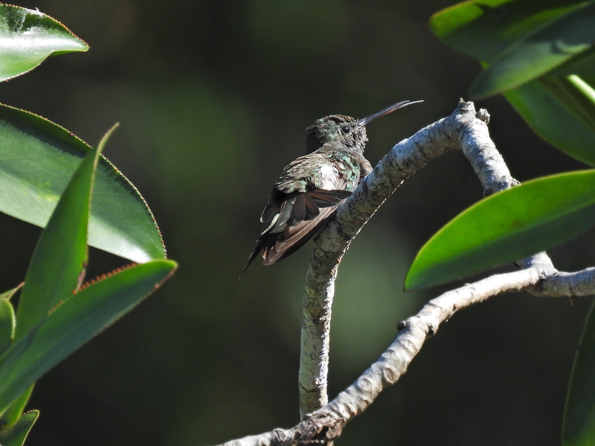 Mangrove Hummingbird - ML615864924