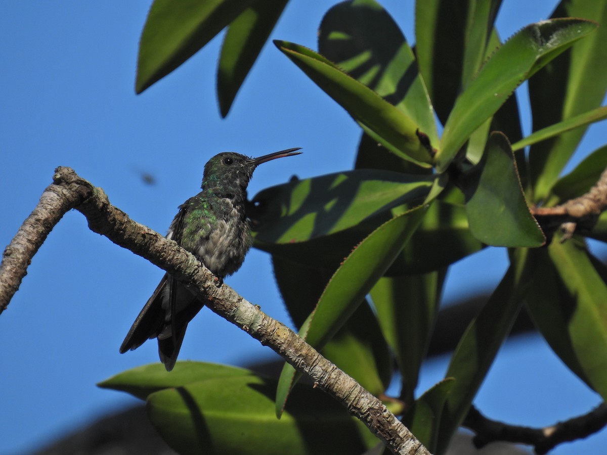 Mangrove Hummingbird - ML615864925