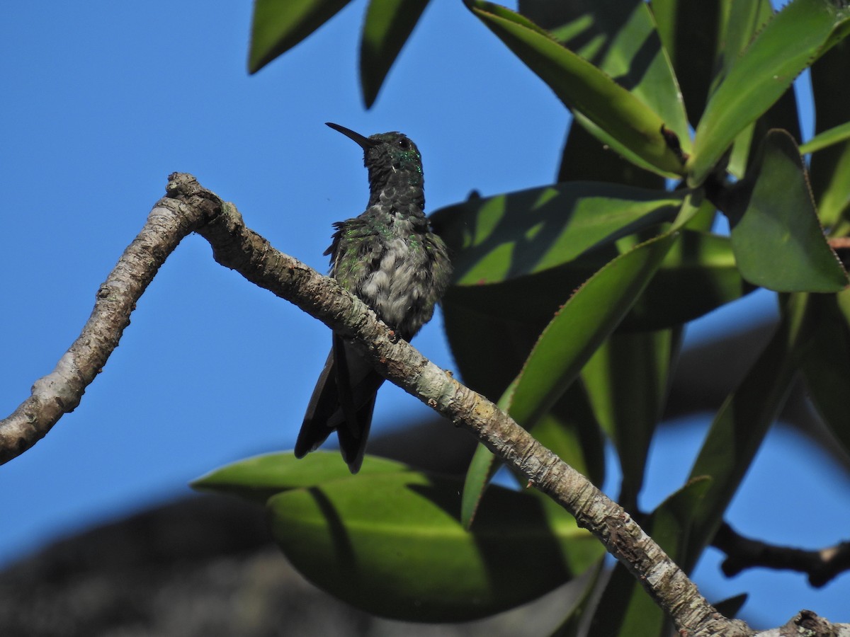 Mangrove Hummingbird - ML615864926