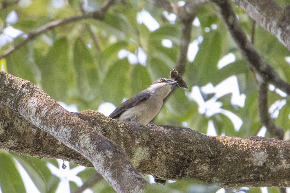 Large Woodshrike - Thanyarat Sukruan