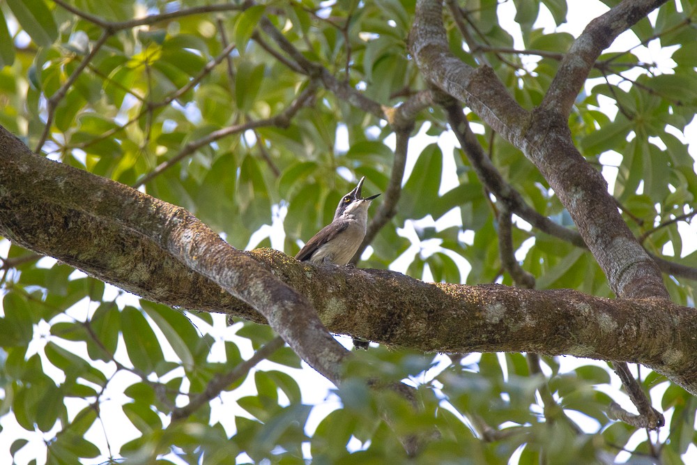 Large Woodshrike - ML615864929