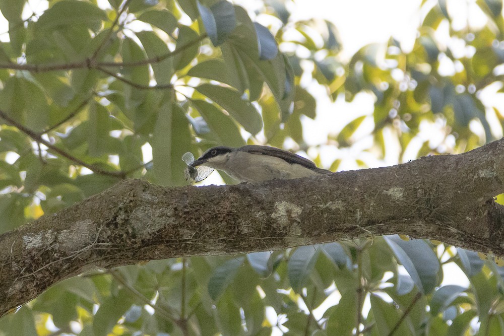 Large Woodshrike - ML615864930