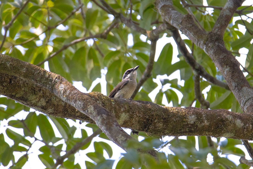 Large Woodshrike - ML615864931