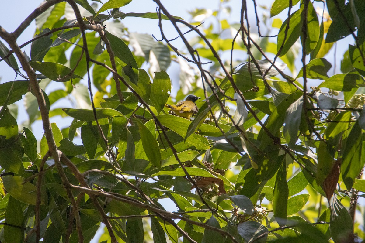 Black-headed Bulbul - ML615864934