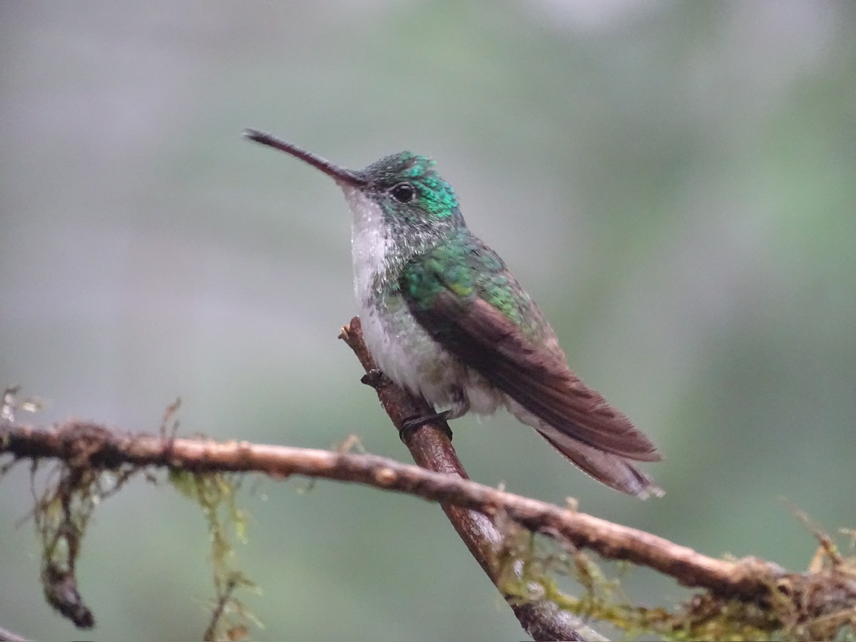 Andean Emerald - ML615864977