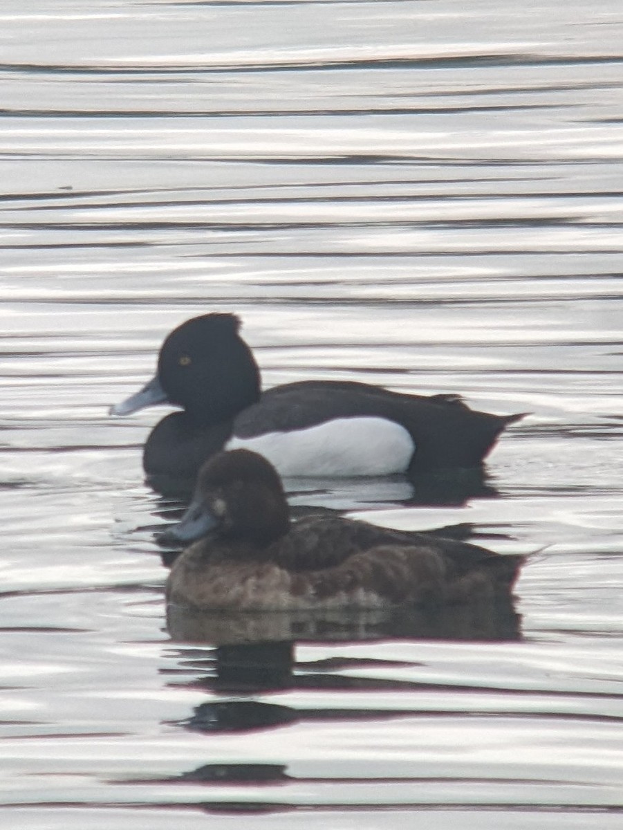 Tufted Duck x scaup sp. (hybrid) - ML615864982