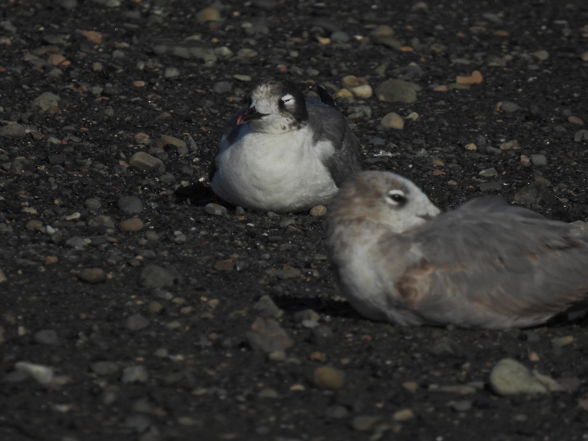 Franklin's Gull - ML615865008