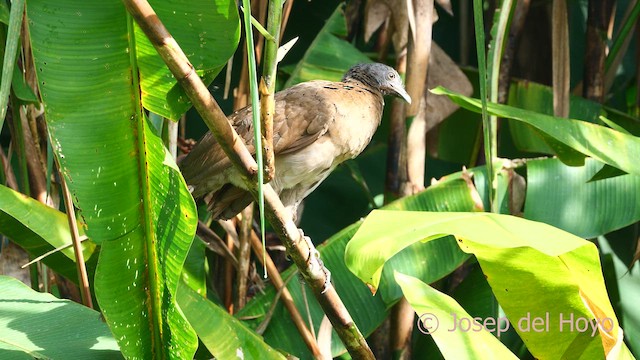 Ortalide à tête grise - ML615865075