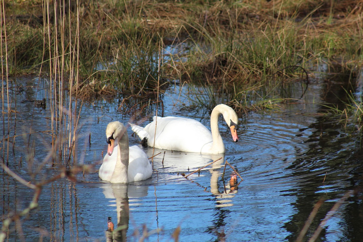 Mute Swan - ML615865147