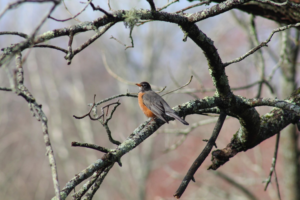 American Robin - ML615865169