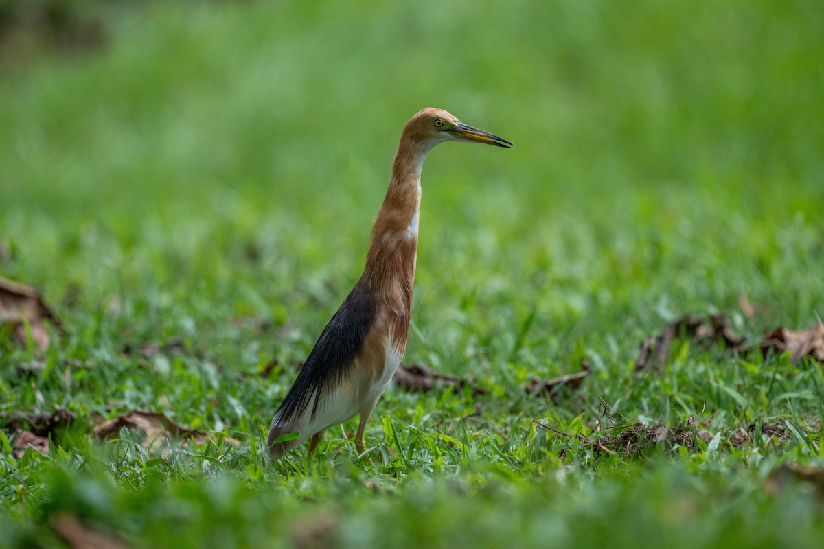 Javan Pond-Heron - ML615865212