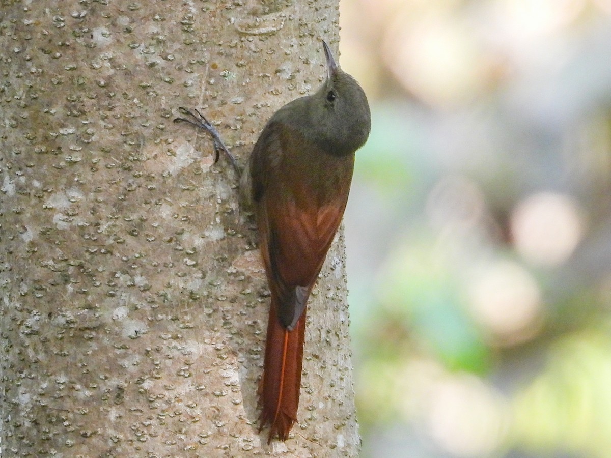 Olivaceous Woodcreeper - ML615865230