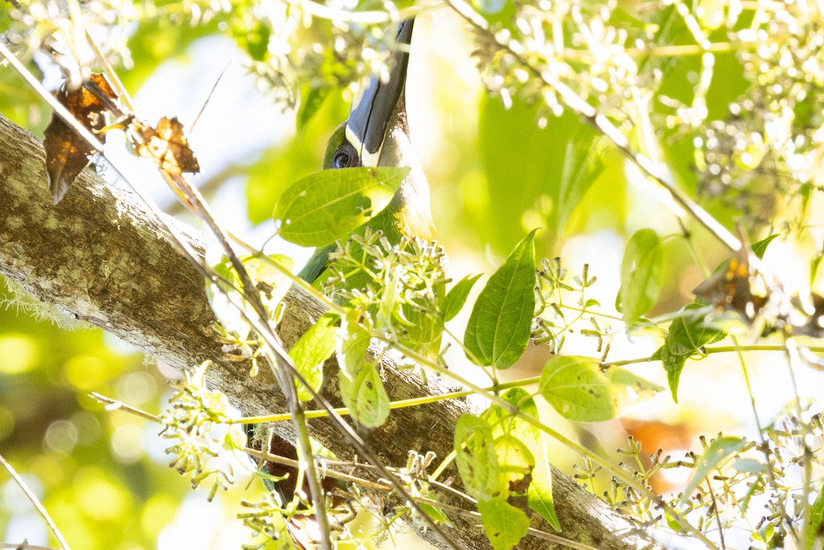 Southern Emerald-Toucanet (Santa Marta) - ML615865242