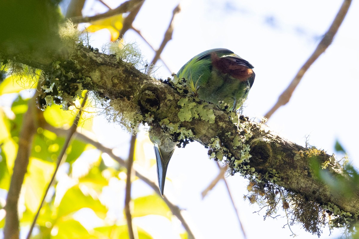 Tucanete Gorjiblanco (lautus) - ML615865243