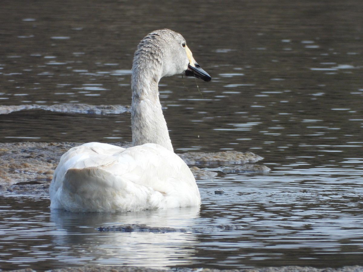 Tundra Swan - ML615865277