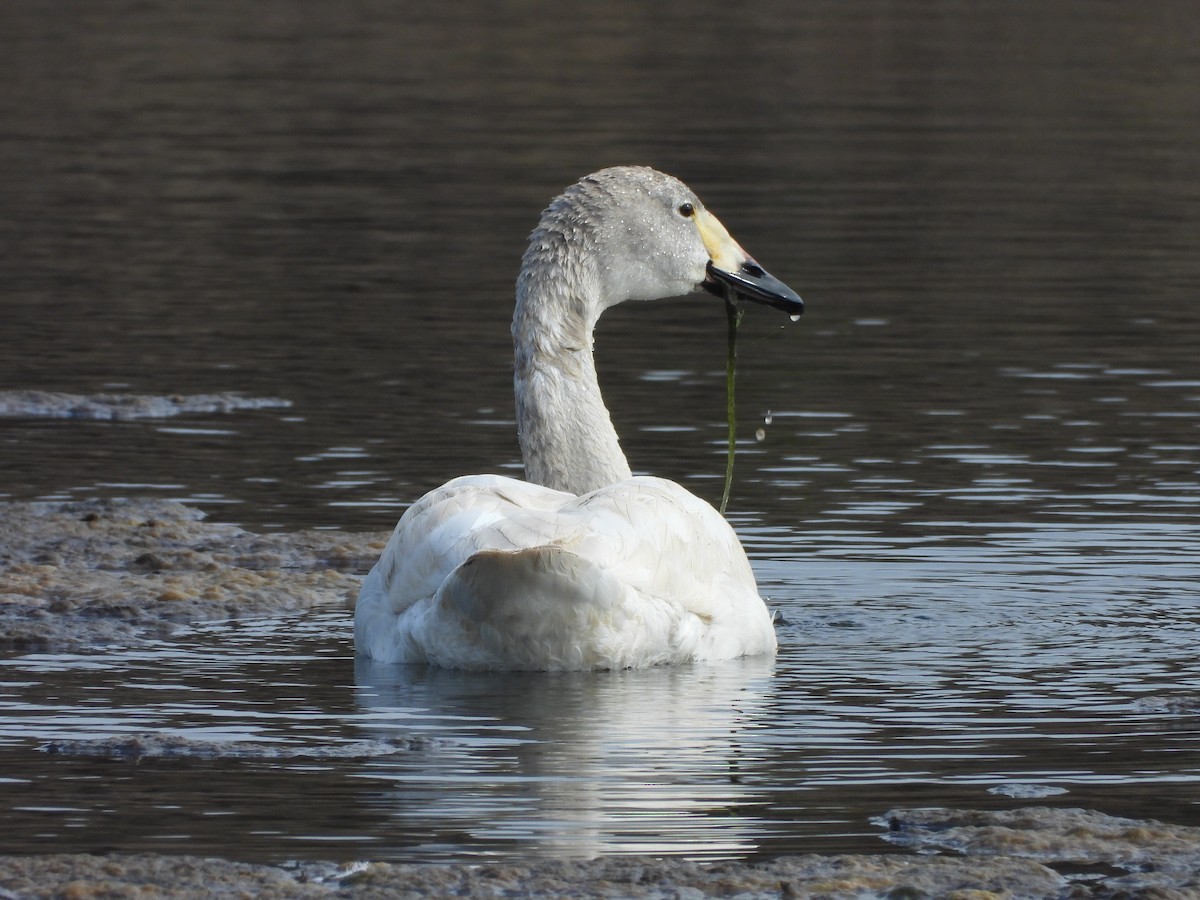 Tundra Swan - ML615865279